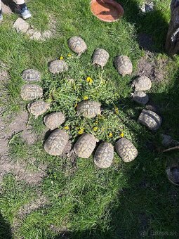 Suchozemska korytnacka - 9