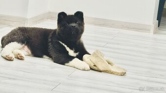Šteniatka Americká Akita - 9