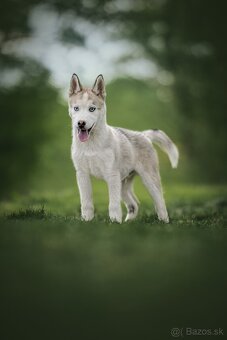 Sibírsky husky s PP - 9