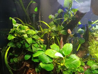 30l akvarium - 9