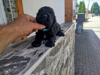 ANGLICKÝ KOKERŠPANIEL - 9