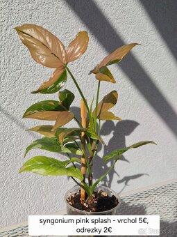 Predám izbové rastliny - 9
