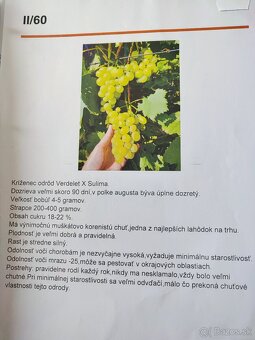 Predám sadenice viniča - 9