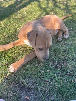 Americký stafordsirsky terier, Stafford, amstaf - 9