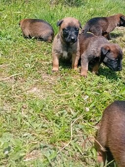 Predám belgický ovčiak malinois - 9