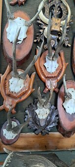 Trofeje a preparáty - 9