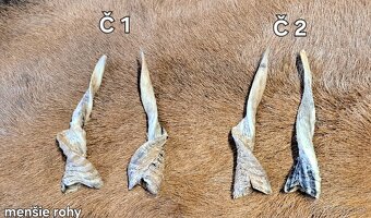Trofeje, rohy 25-70cm - 9