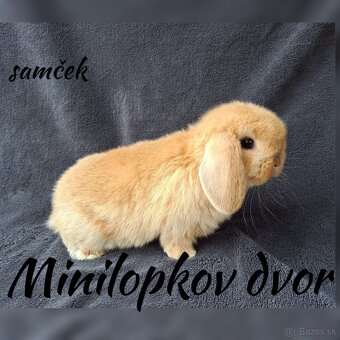 Minilop mláďatká - 9