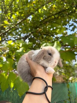 🩷Minilop zakrsly kralik 🐰🩷 - 9