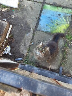 Maine coon - 9