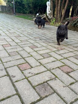 Nemecky ovčiak šteniatka - 9