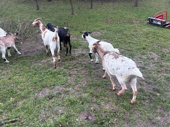 Predám dojné kozi - 9