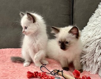 Ragdoll - 9
