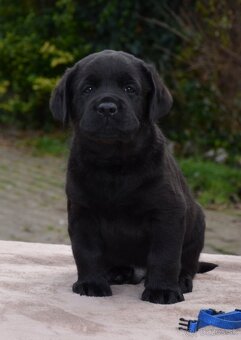 Labrador retriever šteniatka s PP - 9