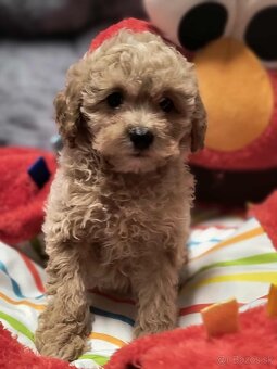 Maltipoo - 9