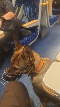 šteniatka kríženec nemecko-belgický ovčiak (cross) - 9