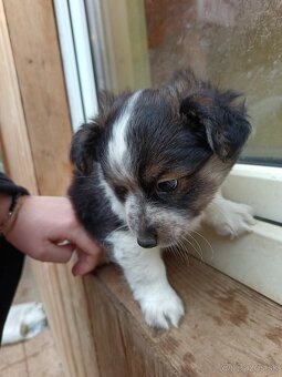 Ponúkam šteniatka - 9