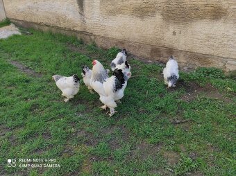 Araucana lavender , lakenfeldka, brahmanka - 9