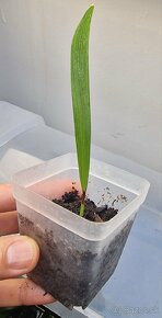 Sadenice mrazuvzdornej palmy Trachycarpus fortunei - 9