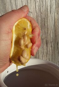 Citrónovníkovec trojlistý - vonku rastúci citrus do -27℃ - 9