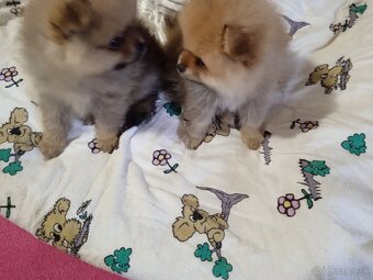 Prodám štěňata pomeranianu - 9
