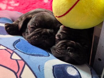 Francúzsky buldoček - 9