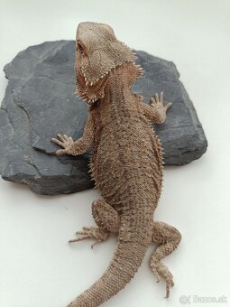 Agama bradatá - predám mláďatá - 9