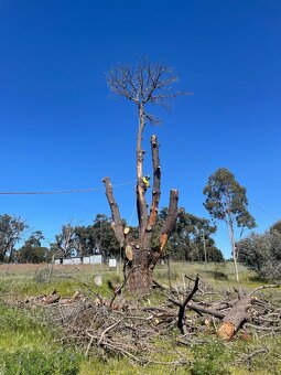 Výrub, Opiľovanie, Spiľovanie stromov, Arboristika, Pilčík - 9