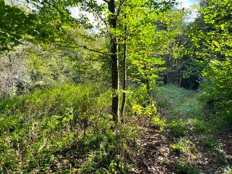 Raslavice – 156.000 m2 LESOV (87,6% podielov na LV) - 9