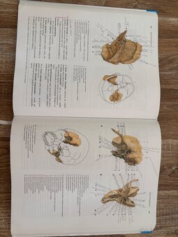 Anatomia Čihák 1,2 - 9