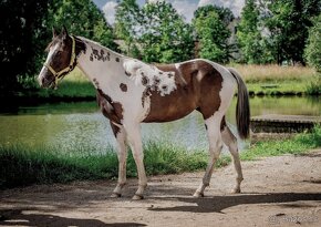 luxusní PAINT HORSE PLEMENÍK, DOUBLE HOMOZYGOT, import - 9