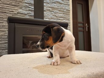 Jack russel terier - 9