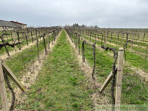 Krásny vinohrad na veľkom pozemku vo vinohradníckej obla - 9