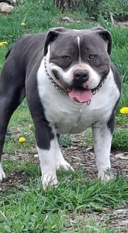 AMERICAN BULLY - 9