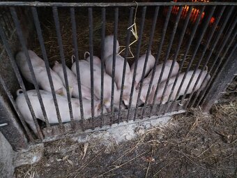 Predám odstavčatá - 9