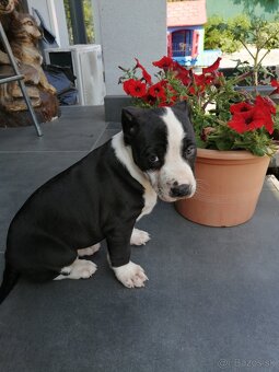 American Bully XL, šteniatka 8 týždňov - 9