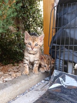 bengal bengalska macka bengalske maciatka - 9