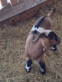 anglonubijsky cap - 9