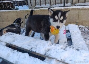 Sibírsky husky - 9