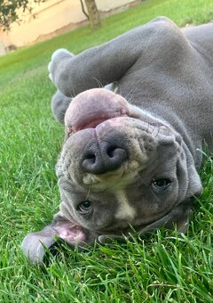 American Bully XL, Americký stafordšírský teriér, - 9