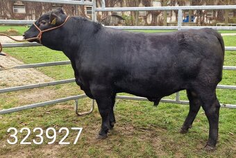 Plemenný býk Aberdeen Angus - vakcinovaný na Bluetongue - 9