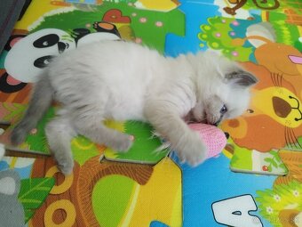 Ragdoll - 9
