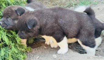 Americká Akita - 9