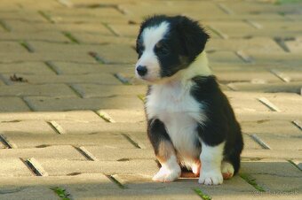 Šteniatka Border Kólia - 9