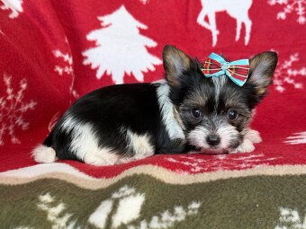 Biewer yorkshire terrier - 9