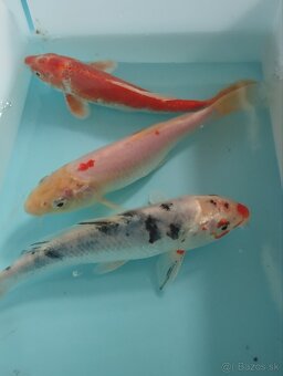 Jazierkové ryby - koi kapre - 9