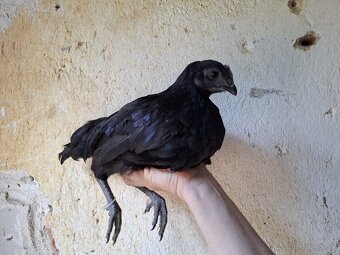 Ayam cemani - 9