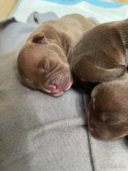 American bully POCKET - 9