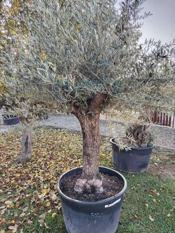 Olivovník europea - 9