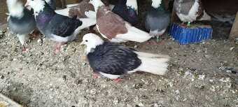 Birminghamske Kotrmeliaky - 9